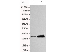 小鼠抗SDCBP单克隆抗体