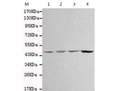 小鼠抗SMYD2单克隆抗体