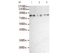 小鼠抗SMYD4单克隆抗体