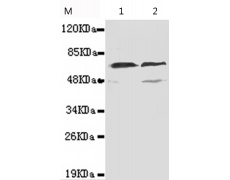 小鼠抗TAB1(N-term)单克隆抗体