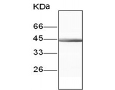 小鼠抗PGK1单克隆抗体