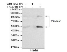 小鼠抗PEG10单克隆抗体