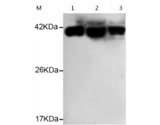 小鼠抗PRMT1单克隆抗体