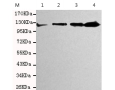小鼠抗PPP1R18单克隆抗体