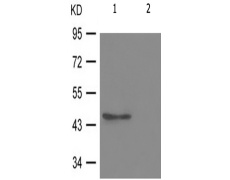 兔抗GATA3(Phospho-Ser308) 多克隆抗体