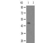 兔抗GATA4(Phospho-Ser262) 多克隆抗体  
