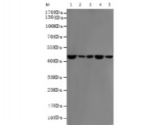 小鼠抗ACTB(HRP-Conjugate)单克隆抗体