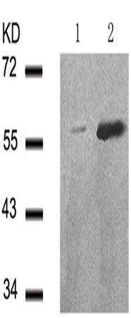 兔抗CHEK1 (Phospho-Ser280)多克隆抗体