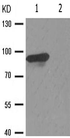兔抗CHUK(Phospho-Ser180/181) 多克隆抗体 
