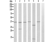 兔抗CLNS1A多克隆抗体