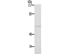 兔抗AKT1(Ab-124) 多克隆抗体