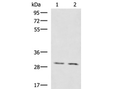 兔抗KRCC1多克隆抗体