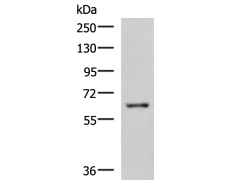 兔抗LILRB5多克隆抗体
