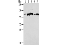 兔抗LONP1多克隆抗体