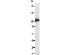 兔抗LRP12多克隆抗体