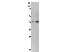 兔抗LRPAP1多克隆抗体