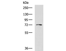 兔抗LRRC45多克隆抗体