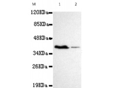 小鼠抗PRMT6单克隆抗体