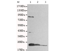 小鼠抗RAB2A单克隆抗体