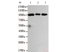 小鼠抗RANBP9单克隆抗体
