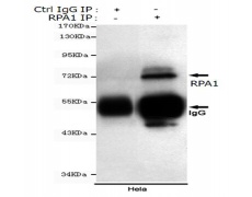 小鼠抗RPA1单克隆抗体