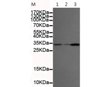 小鼠抗RPA2单克隆抗体