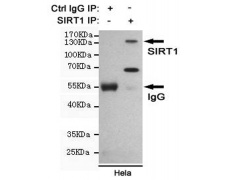 小鼠抗SIRT1单克隆抗体
