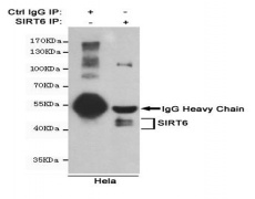 小鼠抗SIRT6单克隆抗体