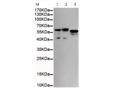 小鼠抗SMAD5(C-term)单克隆抗体