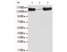 小鼠抗SMC1A(C-term)单克隆抗体