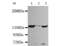 小鼠抗SMC1A(N-term)单克隆抗体