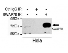 小鼠抗SWAP70单克隆抗体