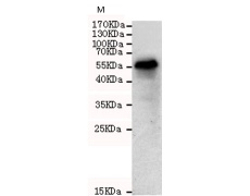 小鼠抗TBL1X单克隆抗体