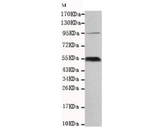 小鼠抗PEG10单克隆抗体