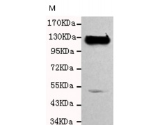 小鼠抗PECAM1单克隆抗体