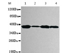 小鼠抗PDHA1单克隆抗体