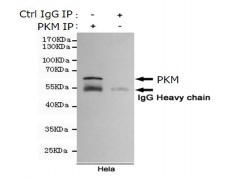 小鼠抗PKM单克隆抗体