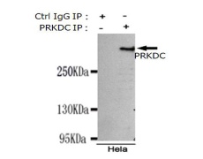 小鼠抗PRKDC单克隆抗体