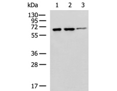 小鼠抗PRKAA1单克隆抗体