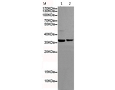 小鼠抗PPP4C单克隆抗体