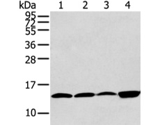 兔抗CLDND2多克隆抗体