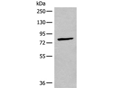 兔抗CNGA3多克隆抗体