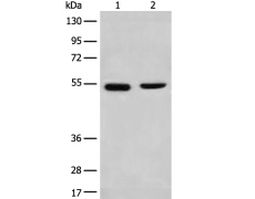 兔抗CNGA4多克隆抗体