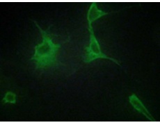 兔抗COL9A3多克隆抗体