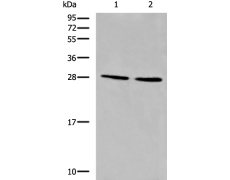 兔抗CYB5D1多克隆抗体