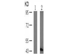 兔抗MAP2K1(Phospho-Thr291)多克隆抗体