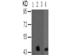 兔抗MAP2K2(Phospho-Thr394)多克隆抗体