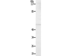 兔抗MAP2K7(Ab-271)多克隆抗体