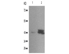 兔抗MAPK1 MAPK3(Phospho-Tyr187 204)多克隆抗体