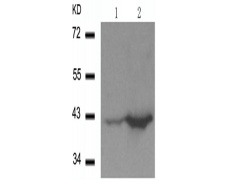 兔抗MAPK14 (Phospho-Thr180)多克隆抗体